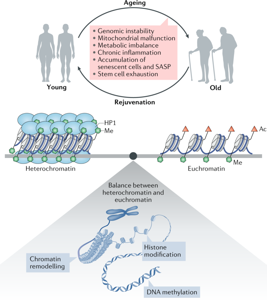 Ageing epigenome & rejuvenation 